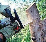 Best Emergency Tree Removal  in Devens, MA