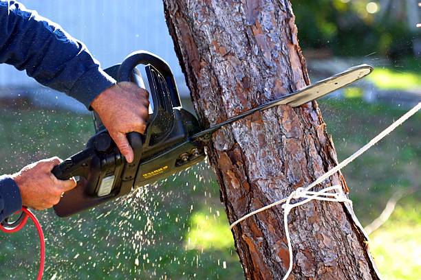 Best Lawn Pest Prevention  in Devens, MA