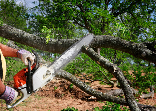 Best Lawn Maintenance Plans  in Devens, MA